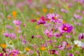 Fields Cosmos bipinnatus beautiful, get a winter background.