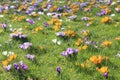 Fields of many blooming crocuses in Luxembourg seen in the first days of spring Royalty Free Stock Photo