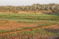 Fields at Dahla oasis, Royalty Free Stock Photo