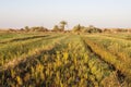 Fields at Dahla oasis, Royalty Free Stock Photo