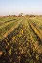 Fields at Dahla oasis, Royalty Free Stock Photo