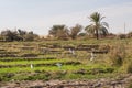Fields at Dahla oasis, Royalty Free Stock Photo