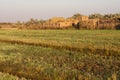 Fields at Dahla oasis, Royalty Free Stock Photo