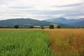 fields with different plantings