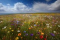 Fields of Dreams Blissful Meadow Covered with a Rainbow of Wildflowers