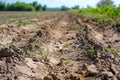 Fields dried up unsuitable for farming due to lack of water. Concept Drought Conditions,