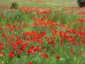 Fields dyed red