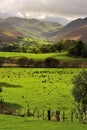 Fields and fences, Lake District, Cumbria Royalty Free Stock Photo