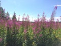 Fields with fireweed in Kizhi Russia