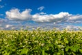 Fields with flowering buckwheat on a sunny day. Blooming harvest in the fields