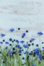 Fields flowers and berries over light blue background. Frame with cornflowers and blueberries Royalty Free Stock Photo