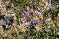 Fields of flowers in the bright southern sun. Three herons flying over the green grass field. Spring bloom of the Negev