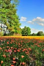 Fields of Flowers Royalty Free Stock Photo