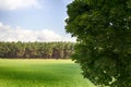 Fields of forage grasses surrounded by forests Royalty Free Stock Photo