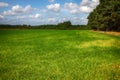 Fields of forage grasses surrounded by forests Royalty Free Stock Photo