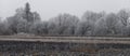 Trees in hoarfrost. A cold frosty day in the countryside