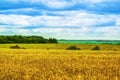 Fields, Forests, Clouds, Nature and Relaxing