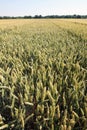 Fields of fringed winter wheat