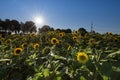 Fields full of sunflowers under blue sky