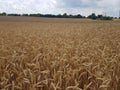 Wheat in the fields in the summer season