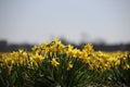 Fields full with yellow daffodills in the Bollenstreek, an area