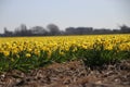 Fields full with yellow daffodills in the Bollenstreek, an area