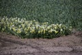 Fields full with yellow daffodills in the Bollenstreek, an area