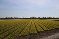 Fields full with yellow daffodills in the Bollenstreek, an area