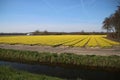 Fields full with yellow daffodills in the Bollenstreek, an area