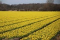 Fields full with yellow daffodills in the Bollenstreek, an area