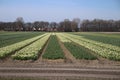 Fields full with yellow daffodills in the Bollenstreek, an area