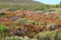 Fields of fynbos at Cape Point Park Royalty Free Stock Photo