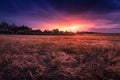 Fields of Gold. Scottish Barley Field. Royalty Free Stock Photo