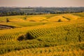 Fields of Gold in the Corn State of Iowa Royalty Free Stock Photo