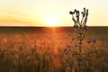 Fields with golden ears of wheat and wildflowers Royalty Free Stock Photo