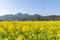 Fields of golden rape flowers under the blue sky Royalty Free Stock Photo
