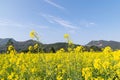 Fields of golden rape flowers under the blue sky Royalty Free Stock Photo