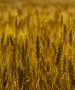 Fields of golden wheet Royalty Free Stock Photo