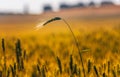 Fields of golden wheet