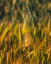 Fields of golden wheet Royalty Free Stock Photo
