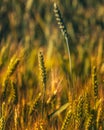 Fields of golden wheet