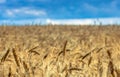 Fields of golden wheet Royalty Free Stock Photo