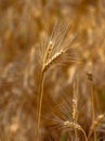 Fields of golden wheet Royalty Free Stock Photo