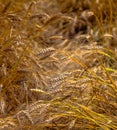 Fields of golden wheet