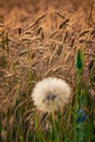 Fields of golden wheet