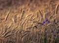 Fields of golden wheet