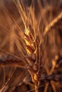 Fields of golden wheet