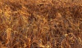 Fields of golden wheet Royalty Free Stock Photo