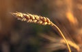 Fields of golden wheet