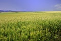 Fields of Grain in the Palouse